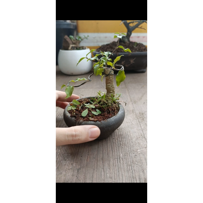 Hồng ngọc mai siêu mini [Bonsai siêu mini] [Bonsai để bàn] 462211