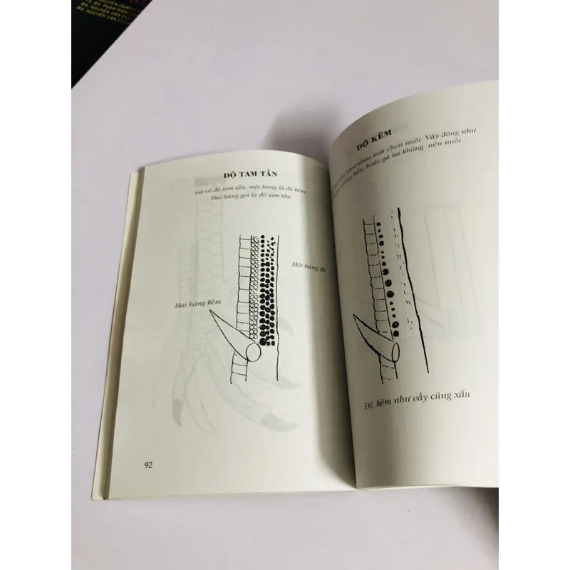 CÁCH CHỌN GÀ ĐÁ 726846