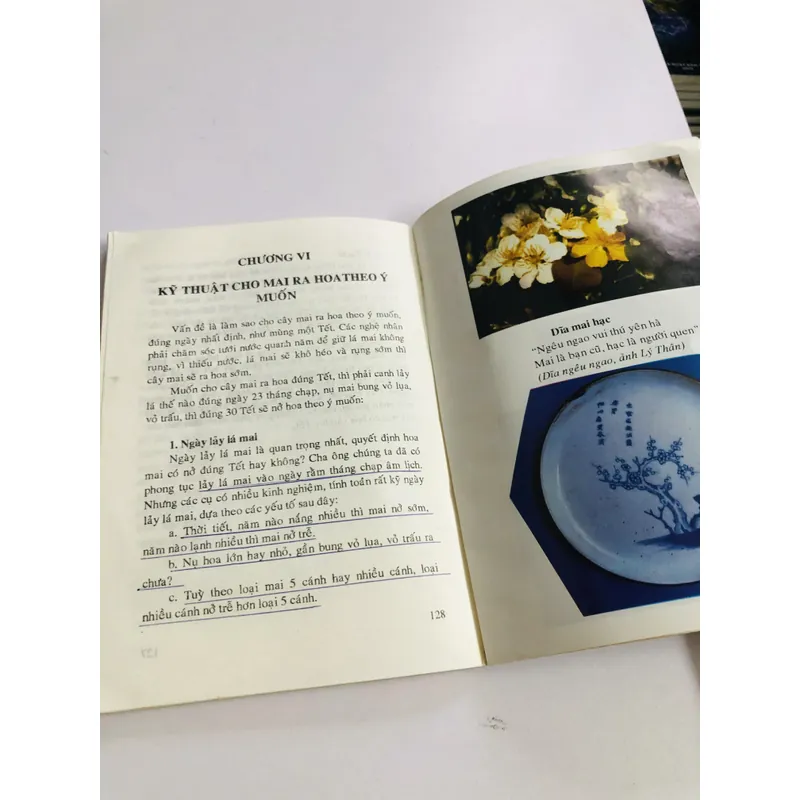KỸ THUẬT TRỒNG VÀ GHÉP MAI 595067