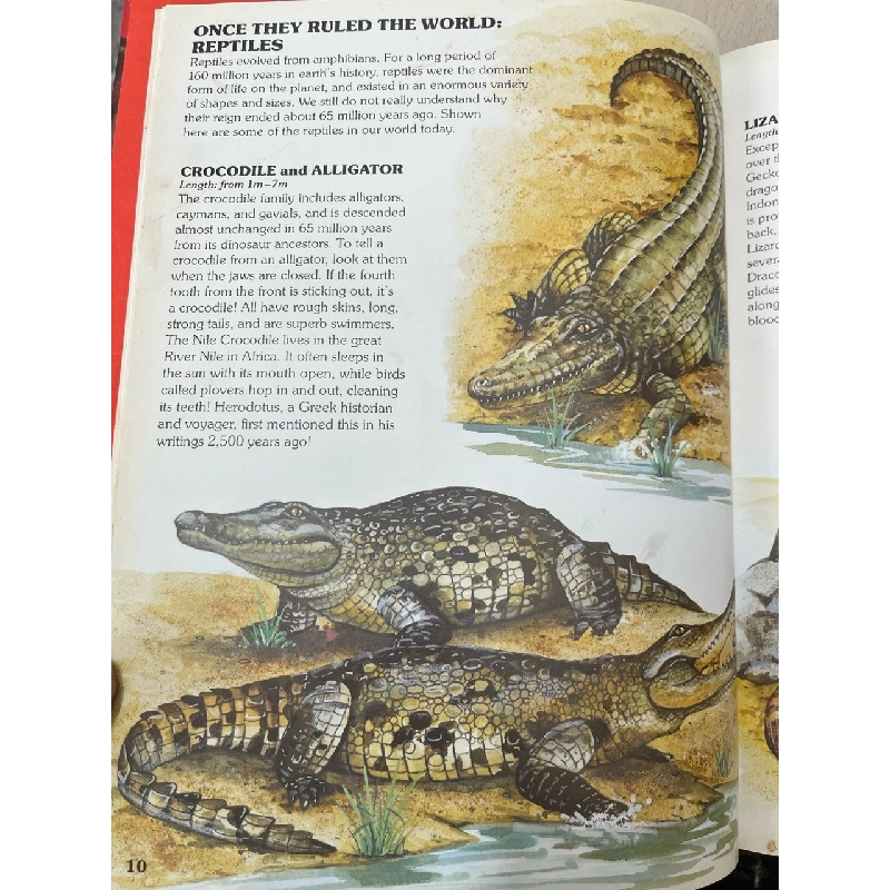 Animal Discovery 797334