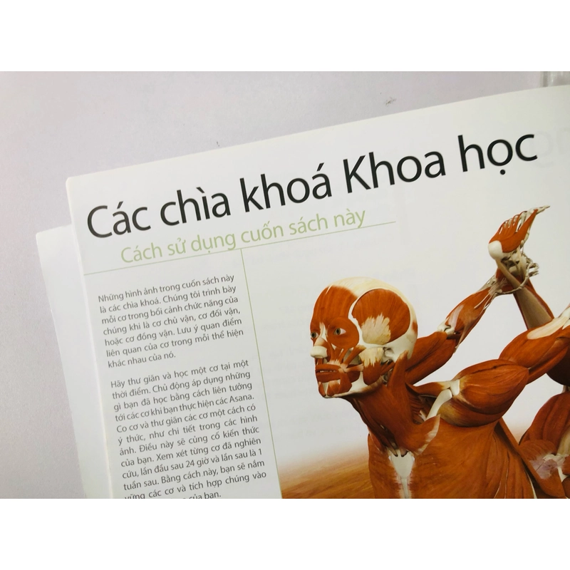 HƯỚNG DẪN VỀ GIẢI PHẪU CHỨC NĂNG TRONG YOGA CÁC CƠ CHÍNH TRONG YOGA  460439