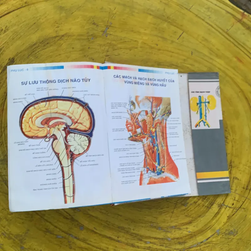 TỪ ĐIỂN Y HỌC ANH - VIỆT  nhà xuất bản từ điển Bách Khoa 790404