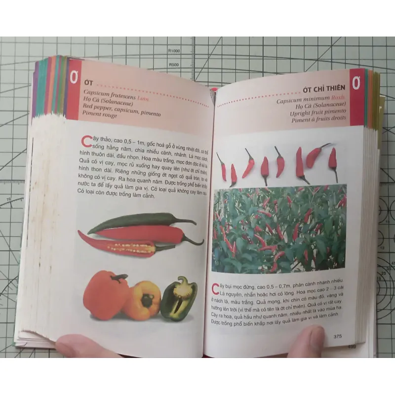 Từ điển tranh về các loài cây - Lê Quang Long 1024380