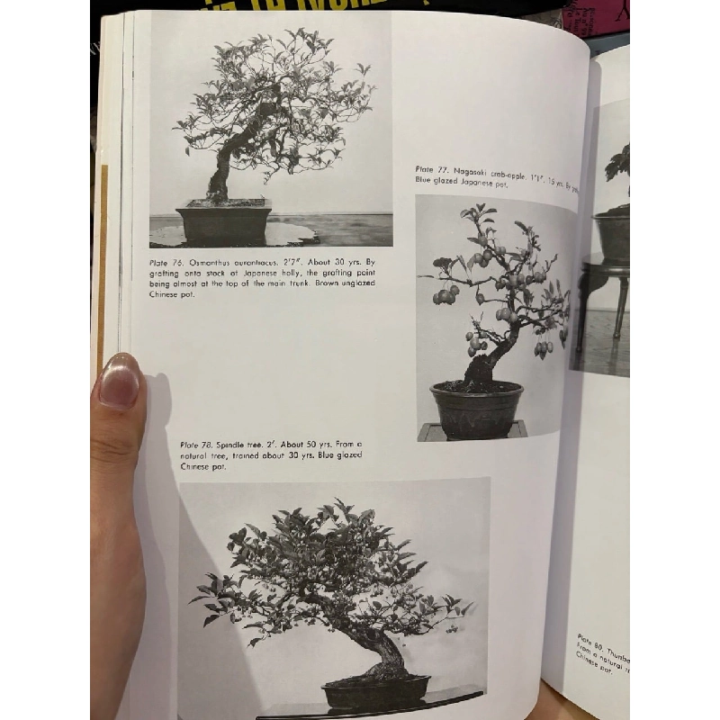 The art of bonsai - Yuji Yoshimura 927634