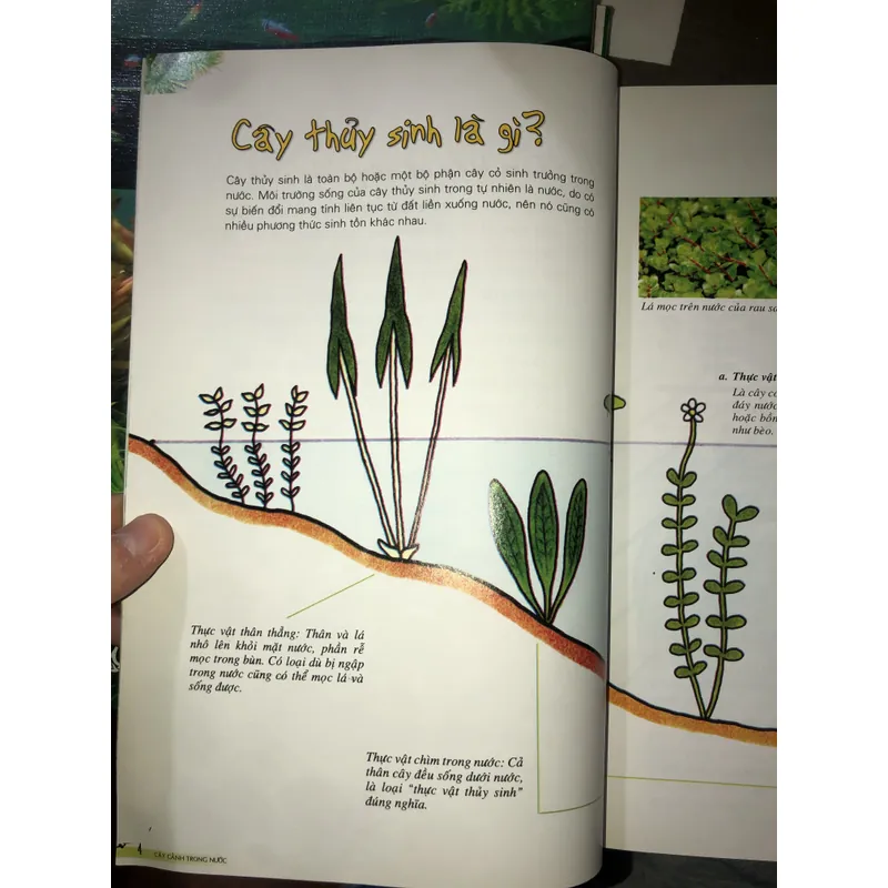 Cây cảnh trong nước - Trồng và chăm sóc 100 loại cây cảnh trong nước  732804