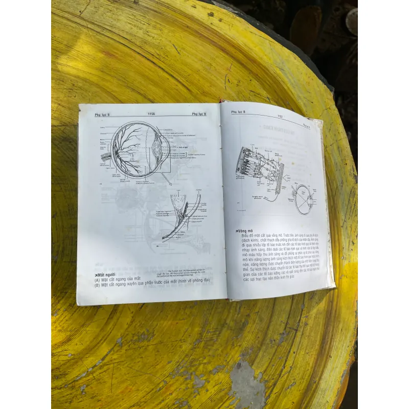 COMBO TỪ ĐIỂN Y HỌC ANH-VIỆT & ANH-ANH-VIỆT THÔNG DỤNG 731525