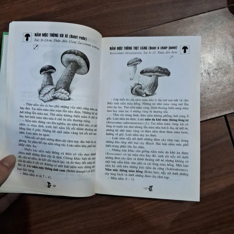 Tìm hiểu thế giới quanh ta - những loài nấm 530257