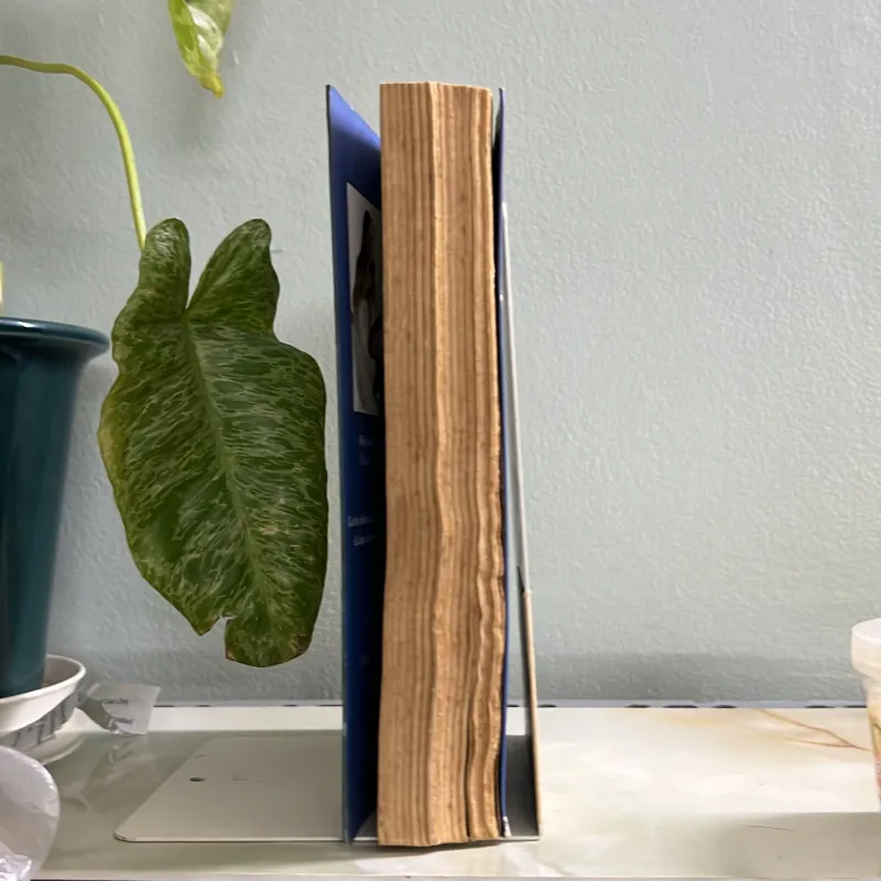 Nụ hôn của sói - Diệp Lạc Vô Tâm 755586