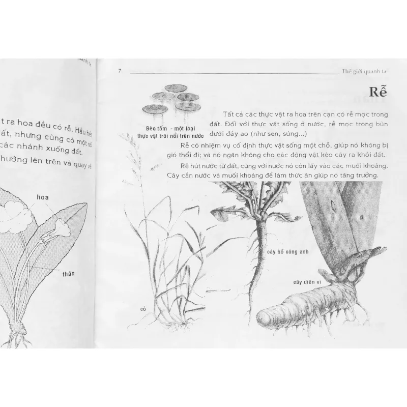 Hoa (Thế giới quanh ta) 674770