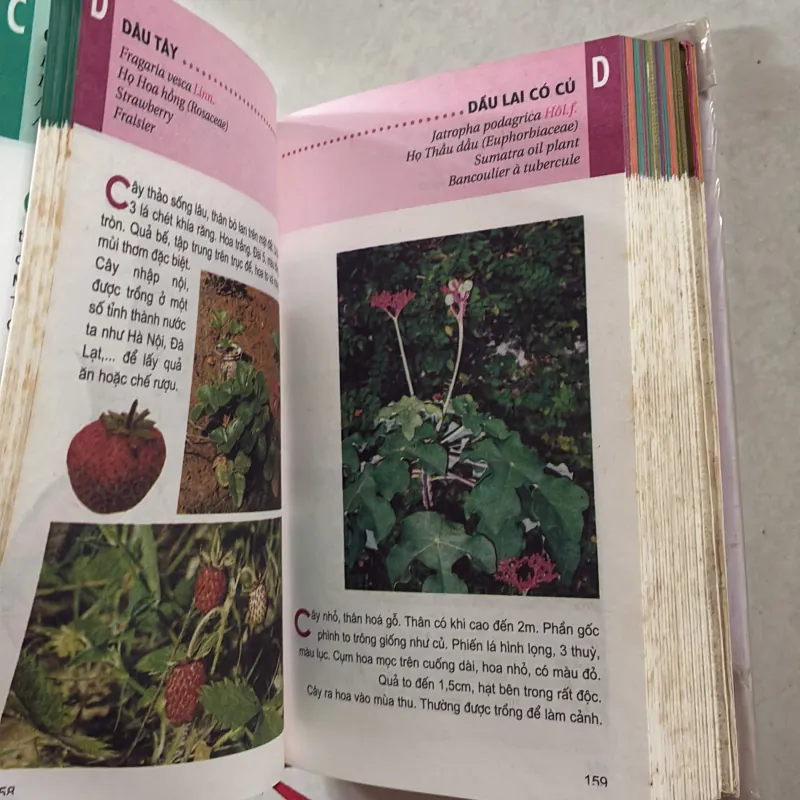 Từ điển tranh về các loài cây - Lê Quang Long  751505