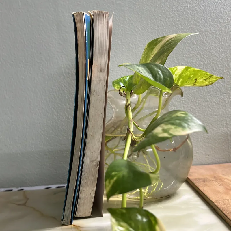 Combo kỹ thuật trồng lan - cây xương rồng 750748