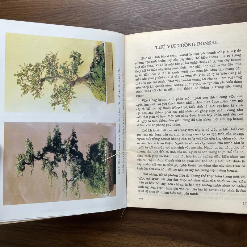 Bonsai 🌿🌿 961565