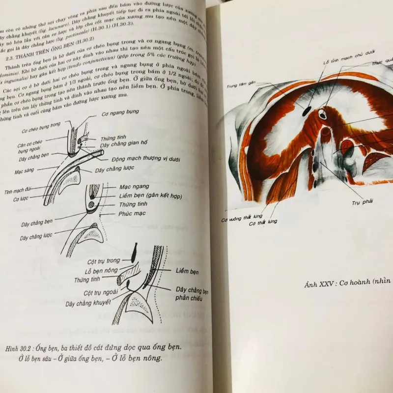 BỘ 2 TẬP GIẢI PHẪU HỌC  799609