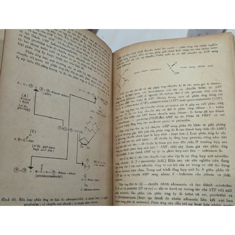 Các nguyên lý và quá trình sinh học - C.Vili & V.Đêthiơ 701852