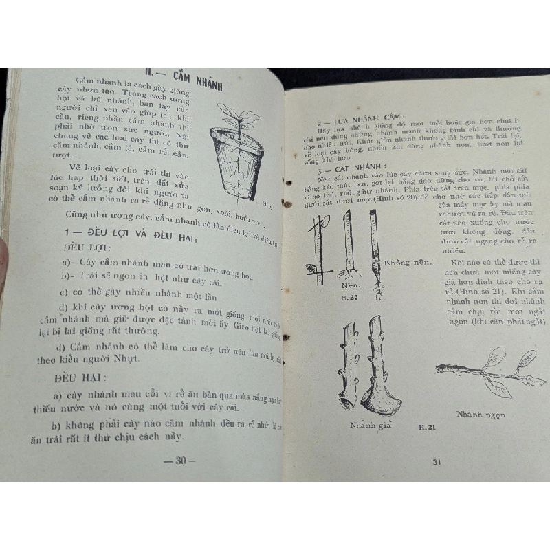 Trồng cây ăn trái - Phan Văn Tây 465299