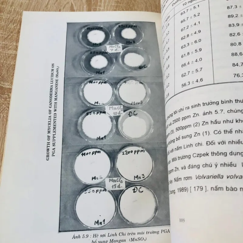 NẤM LINH CHI CÂY THUỐC QUÝ 974766