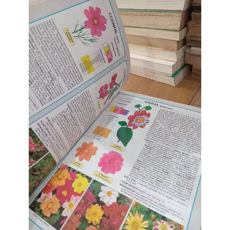 The bedding plant expert - Dr. D.G.Hessayon 795872