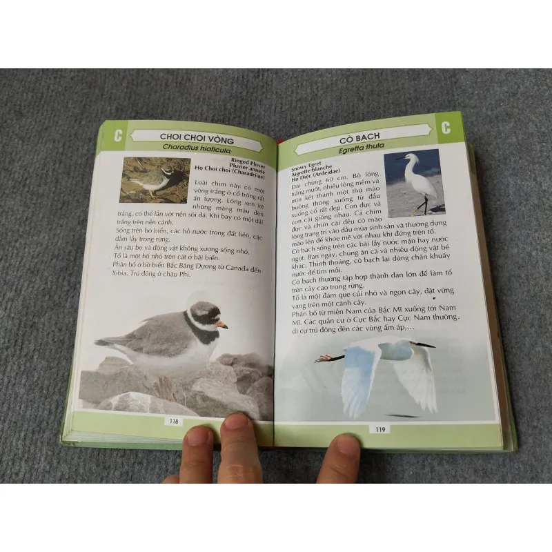 TỪ ĐIỂN TRANH VỀ CÁC LOÀI CHIM 719833