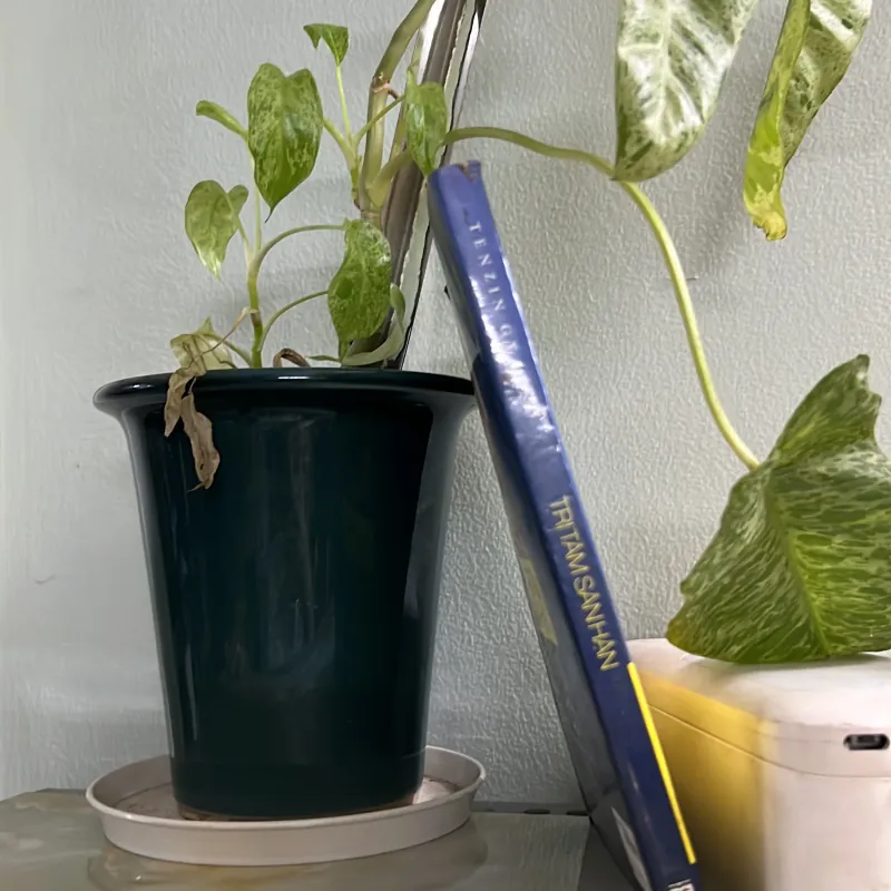 Trị tâm sân hận  746447