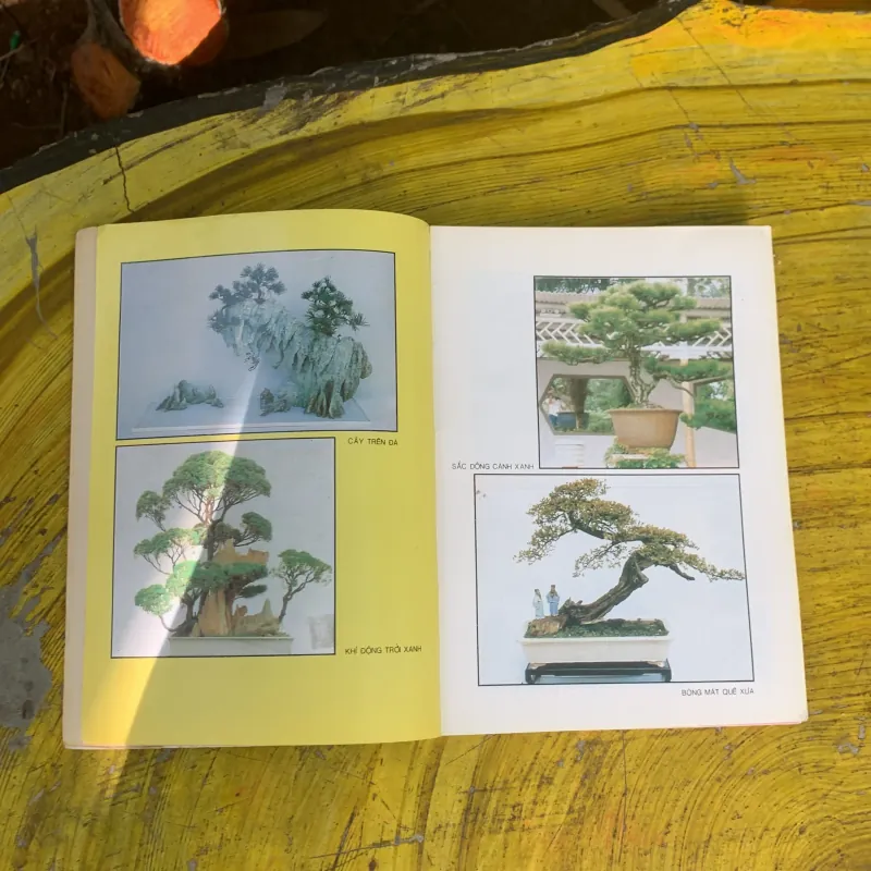  COMBO BONSAI CÂY DÁNG, THẾ VÀ NON BỘ & BONSAI CÂY KIỂNG CỔ 752666