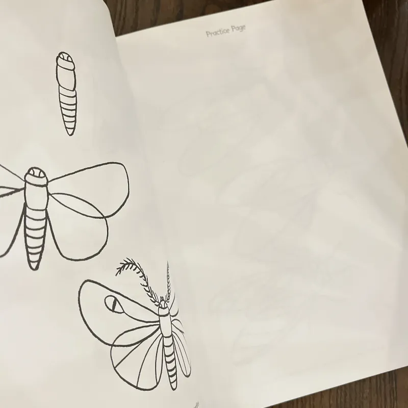 ✨𝑯𝒐𝒘 𝒕𝒐 𝑫𝒓𝒂𝒘 𝑰𝒏𝒔𝒆𝒄𝒕𝒔: 𝑺𝒕𝒆𝒑-𝒃𝒚-𝑺𝒕𝒆𝒑 𝑫𝒓𝒂𝒘𝒊𝒏𝒈𝒔!✨ 712564