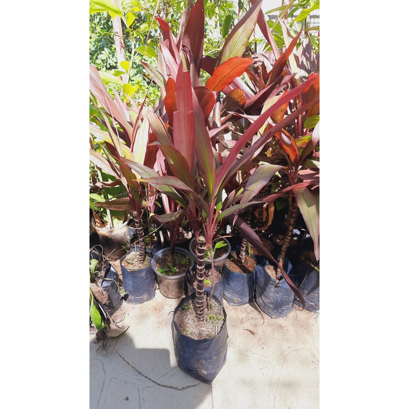 Cây huyết dụ, cây như hình 502893