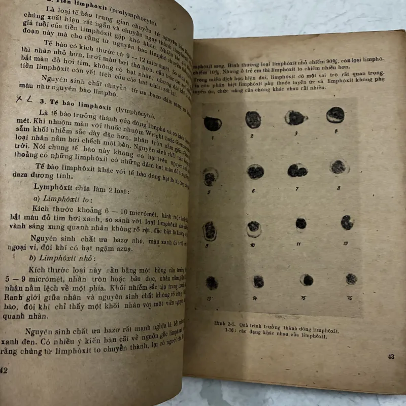 Huyết học (Tập 1) - 1978s 1013088