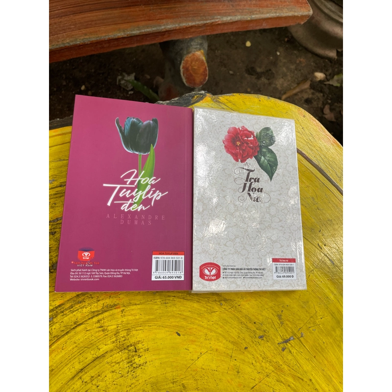 Combo Trà hoa nữ- Hoa Tuylip đen- Alexandre Dumas 476429