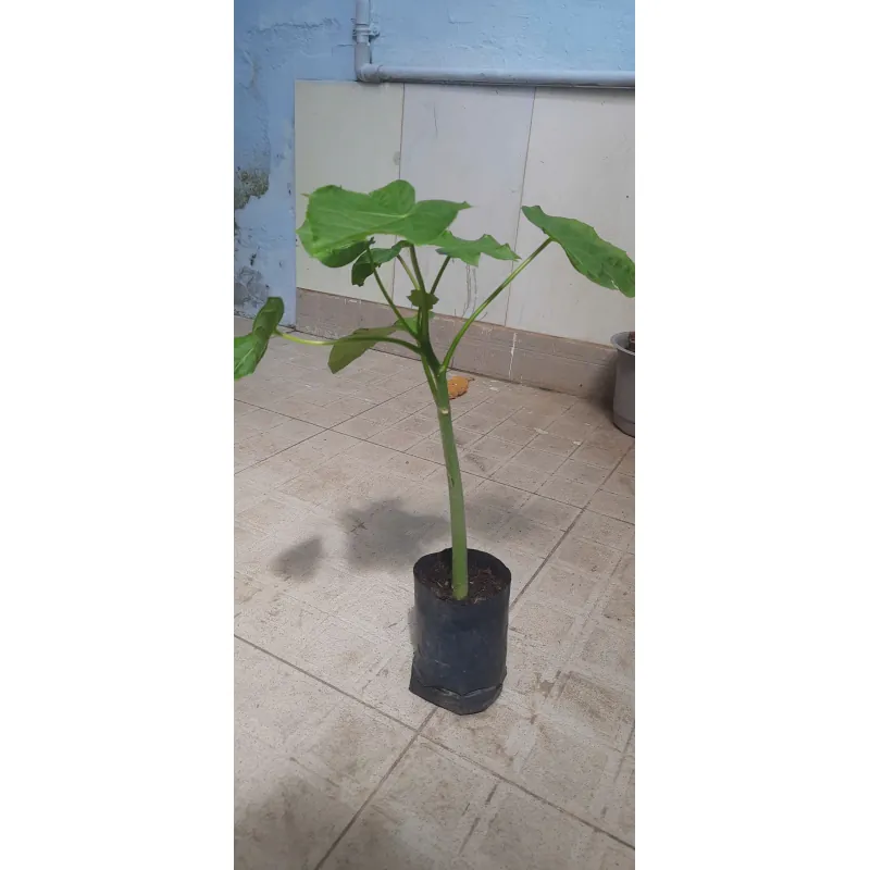 Cây đậu cọc rào, như hình 760975