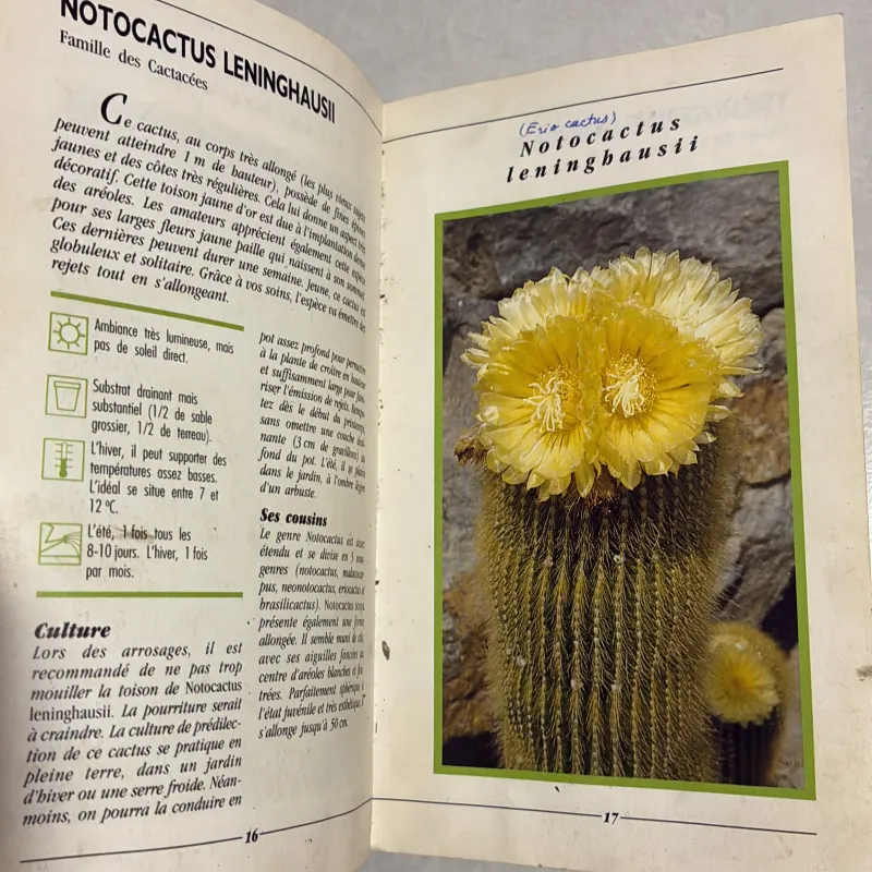 Les Cactees (Xương rồng - trong nhà và ngoài trời) 778695