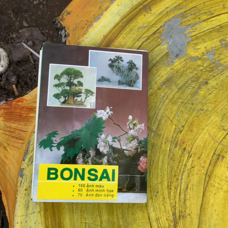 BONSAI CÂY DÁNG, THẾ VÀ NON BỘ - ĐỖ HIỆP 759688