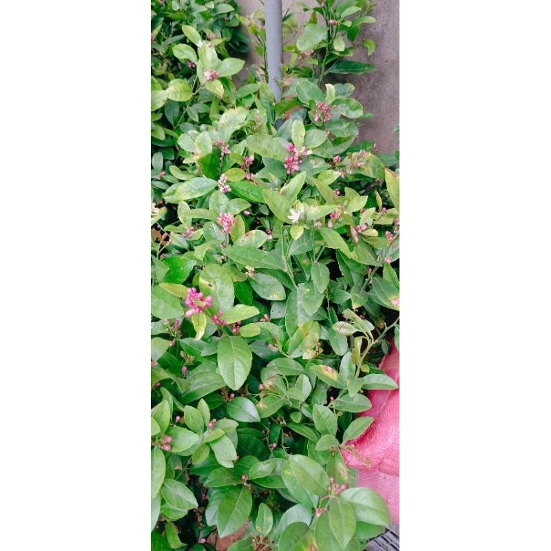 Cây chanh ta ăn lá ăn quả (đang hoa quả) cao 40-50cm 446057