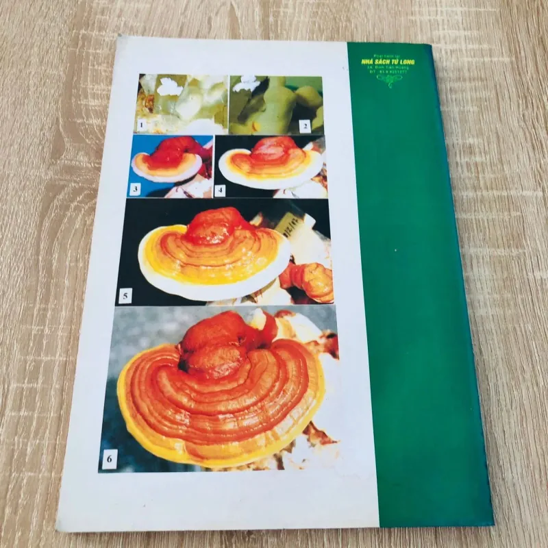 NẤM LINH CHI CÂY THUỐC QUÝ 974766