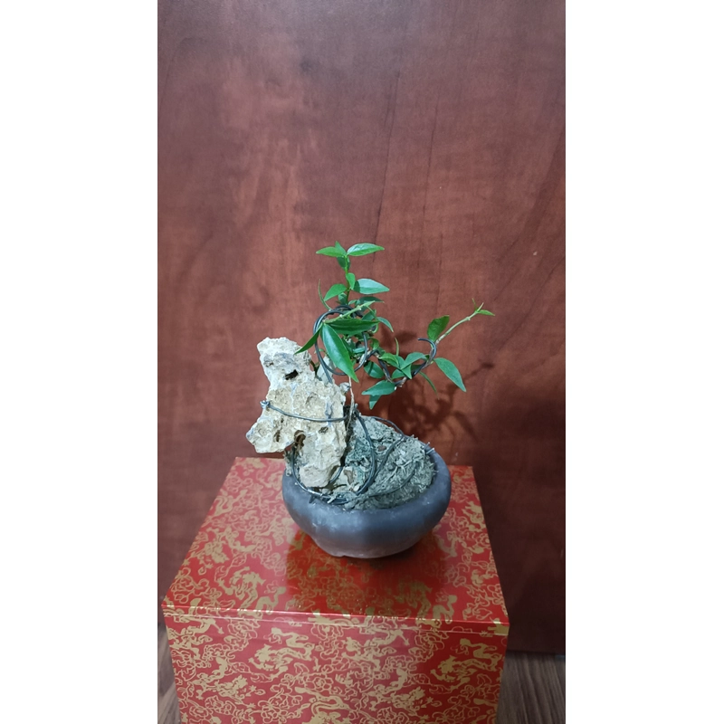 [Ảnh thật] Mai chiếu thủy siêu mini ôm đá để bàn [Bonsai mini] [Bonsai siêu mini] [Bonsai] 456176