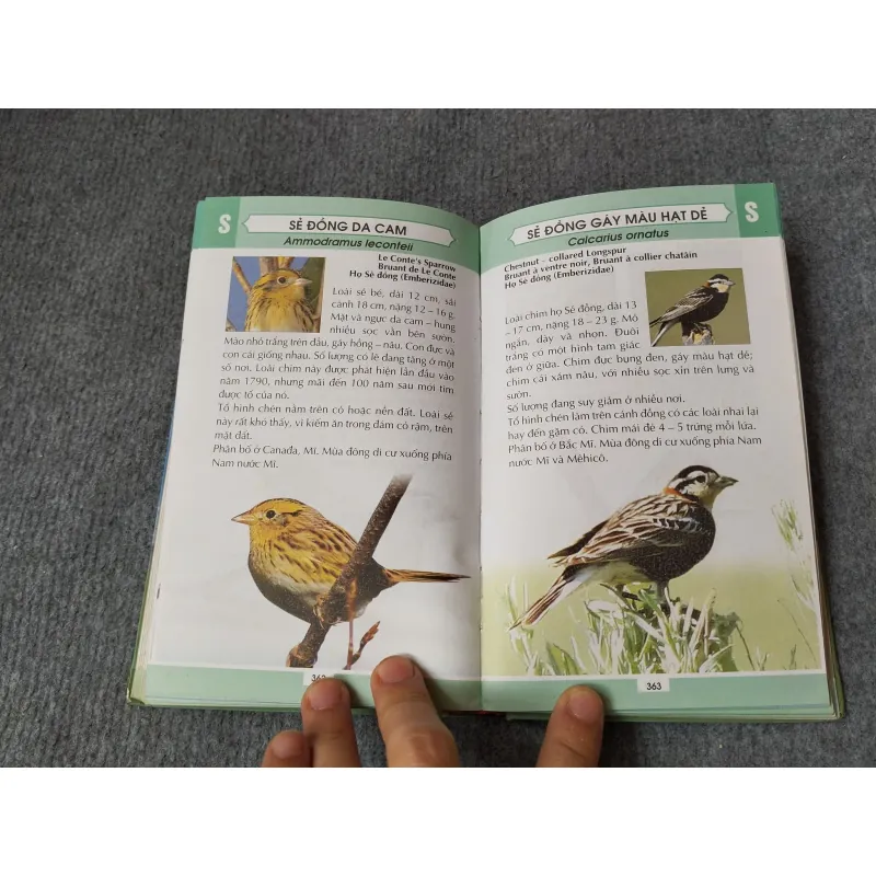 TỪ ĐIỂN TRANH VỀ CÁC LOÀI CHIM 719833