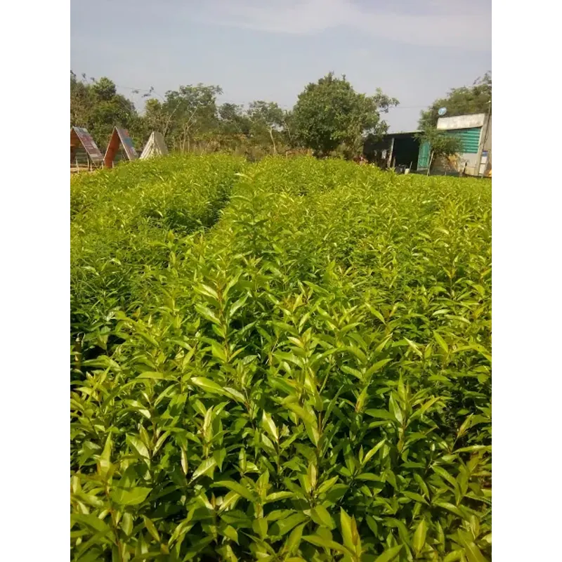 Lá vối nếp tươi 758114