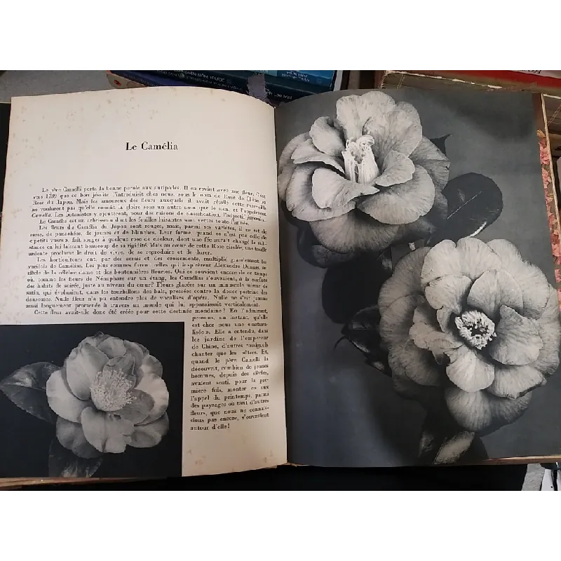 Belles fleurs de nos jardins 708458