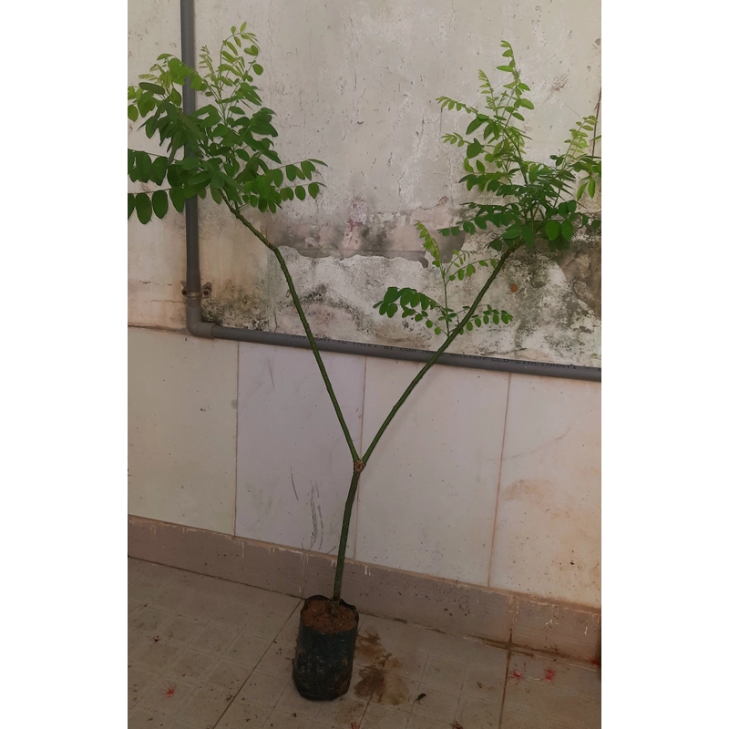 Cây hoa hòe, chiều cao 80-90cm 502648