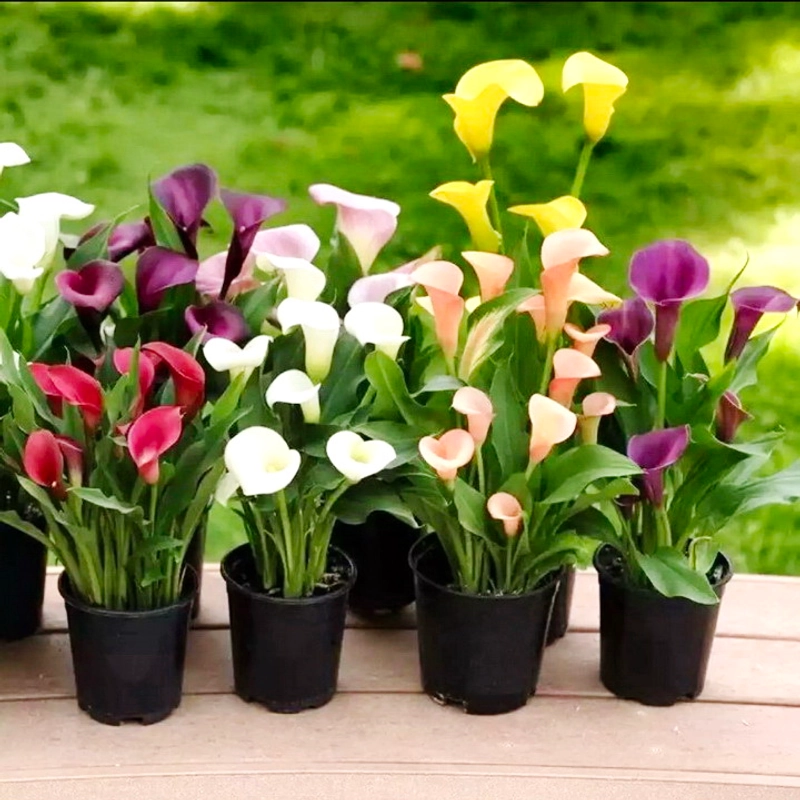 Hạt giống hoa rum Calla Lily – Bịch 10 hạt – Mã số 1381 213098