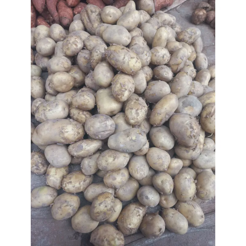 Khoai Tây Ta 798081