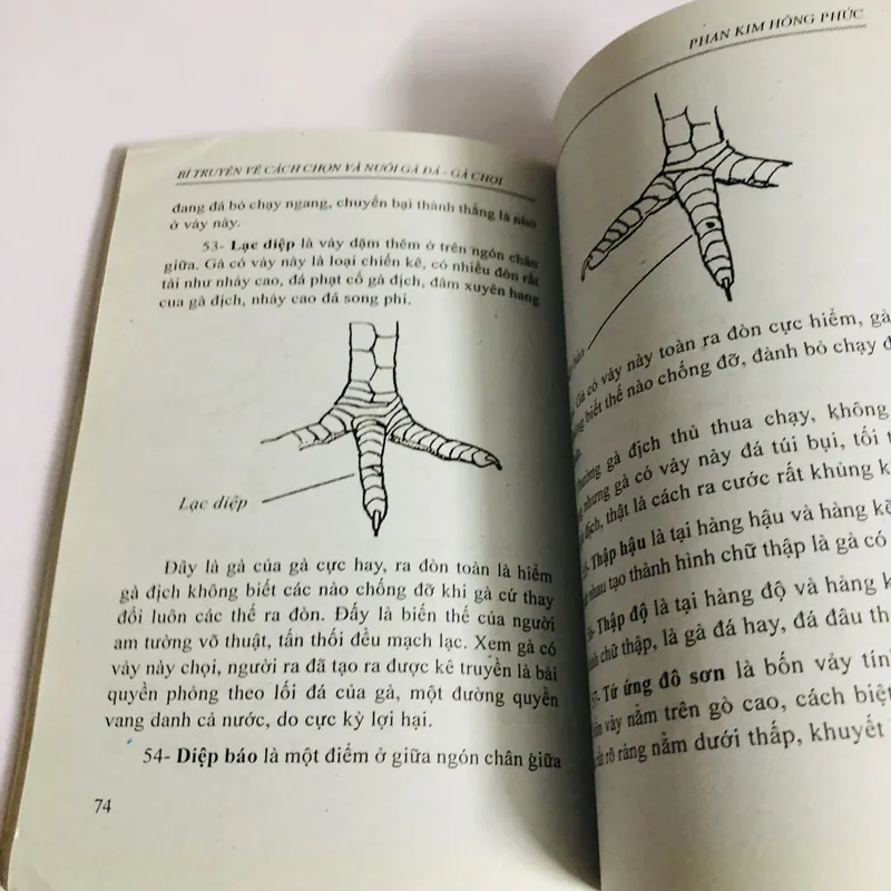 BÍ TRUYỀN VỀ CÁCH CHỌN VÀ NUÔI GÀ ĐÁ GÀ CHỌI 447866