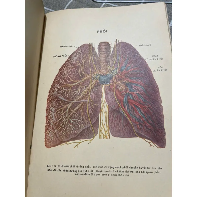 BỆNH SUYỄN - SÁCH Y KHOA TRƯỚC 75 572912