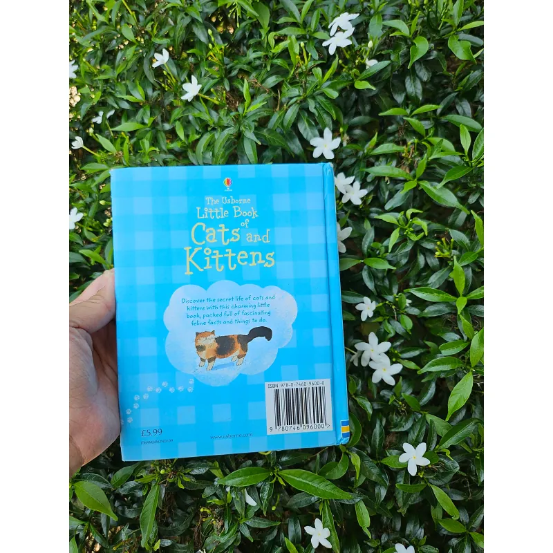 Cats and Kittens 995238