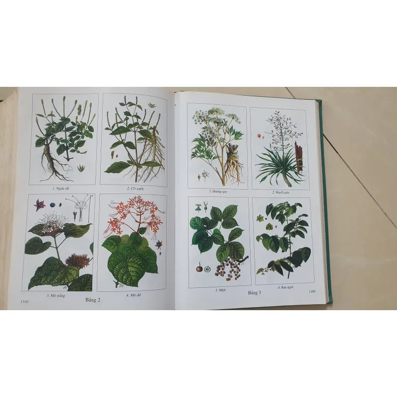 CÂY THUỐC VỊ THUỘC VIỆT NAM  931945