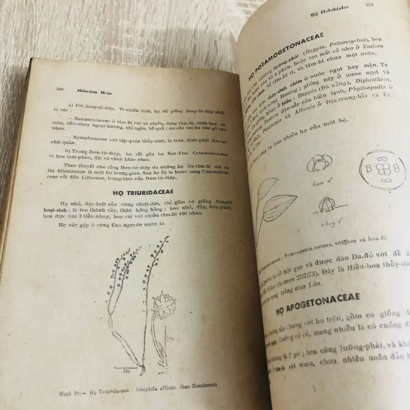 HIỂN HOA BÍ TỬ – Phạm Hoàng Hộ 957307