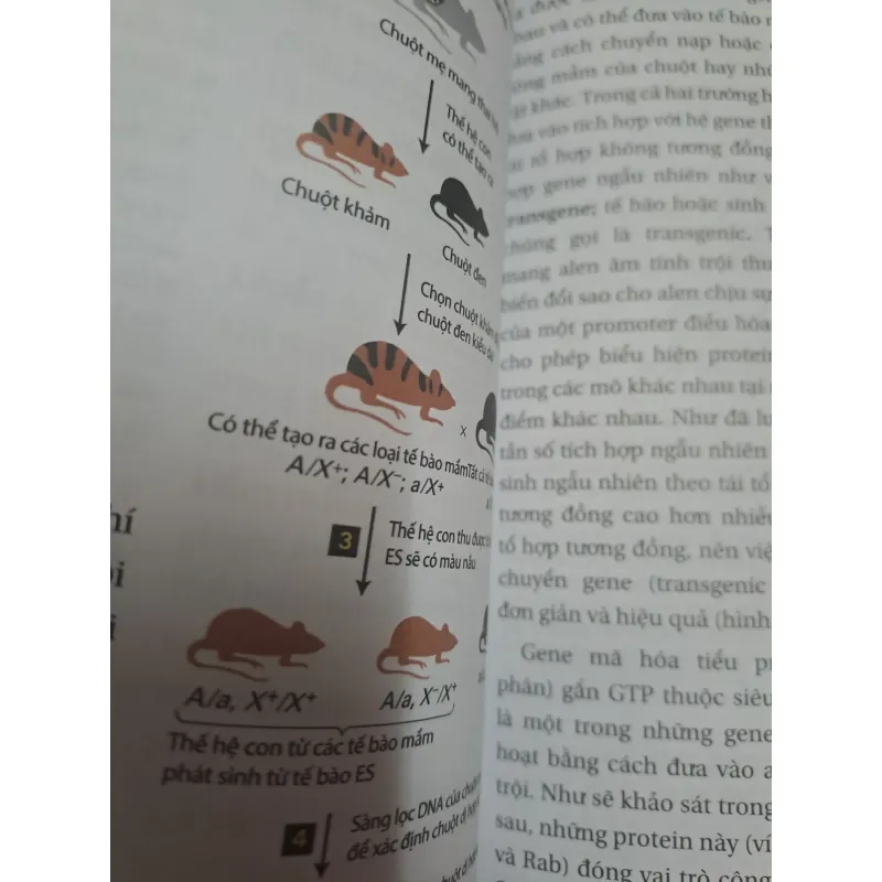 Sách Sinh Học phân tử của tế bào tập 2 - Nhiều Dịch Giả, Bìa Mềm, Ống Đứng 696912