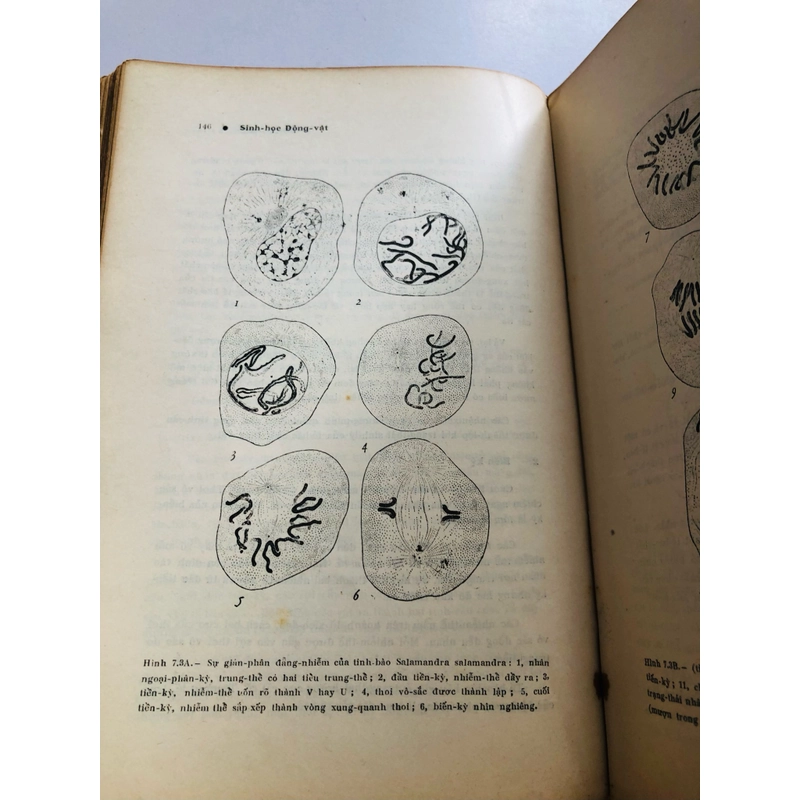 📚 SINH HỌC ĐỘNG VẬT  503988