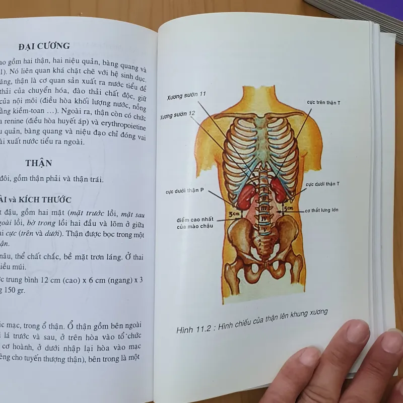 GIẢI PHẪU ĐẦU MẶT , NGỰC BỤNG, CHI TRÊN DƯỚI  760731