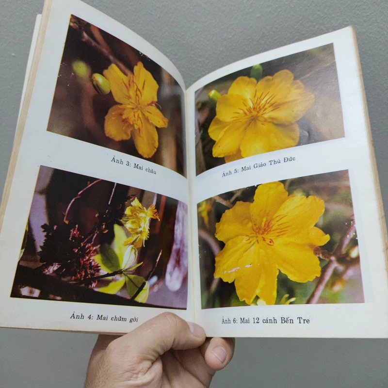 Kỹ Thuật Trồng Và Ghép Mai 477380