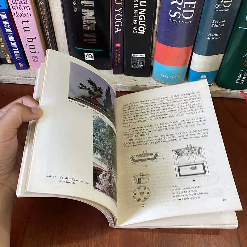 II Tựa sách: BONSAI _ Cây Kiểng Cổ - Trần Hợp - 1996 561468